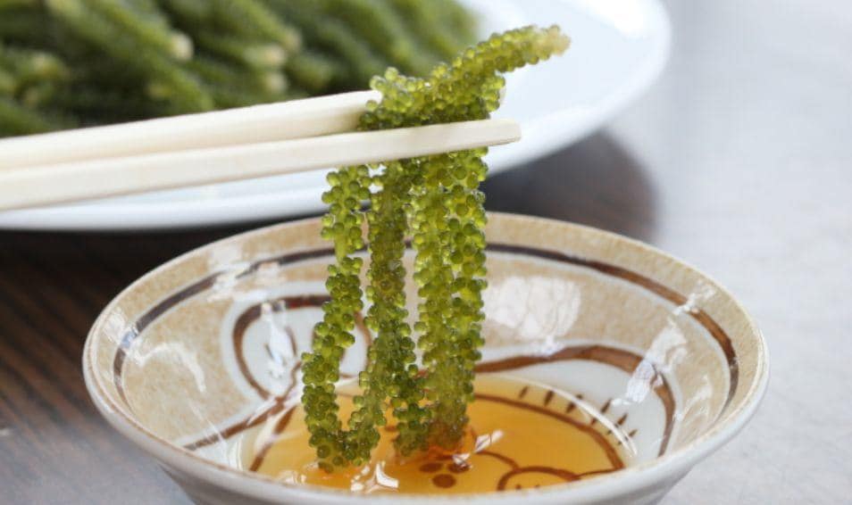Umibudo Dehydrated Sea Grapes 海葡萄 40g/(2pc)